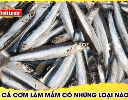 CÁ CƠM LÀM MẮM CÓ NHỮNG LOẠI NÀO?